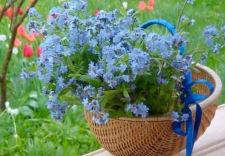 forget me not - basket, blue, spring, forgetmenot, flower