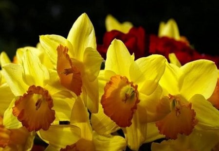 daffodil bouquet - yellow, daffodil, bouquet, flower, spring