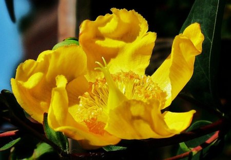 single beauty - single, yellow, flower, spring