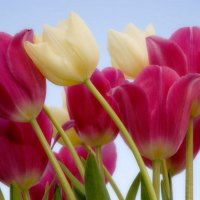 tulips in wind