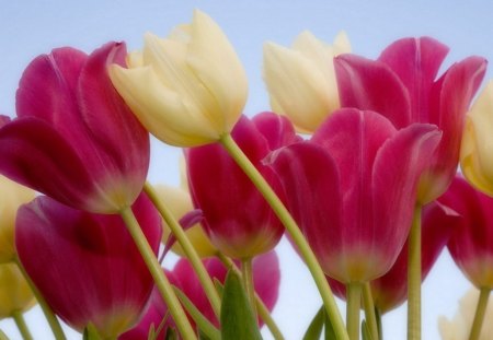 tulips in wind - colorful, tulips, flower, spring