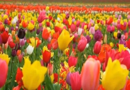 colorful field - colorful, tulips, spring, field, flower