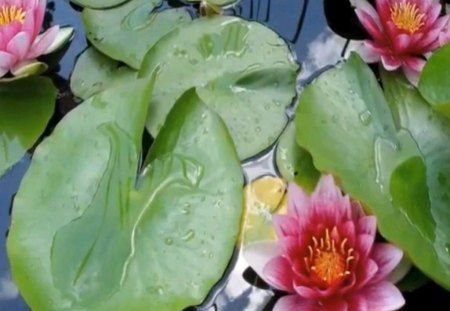 lily pond - flower, pink, pond, waterlily