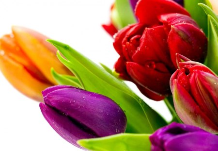 Colored Tulips - tulips, nature, decoration, soft, magnifique, beauty, color, love