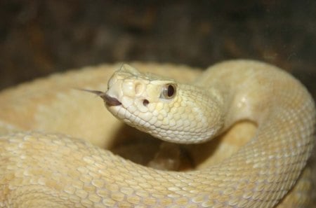 ALBINO RATTLER - white, snake, albino, rattler, reptile, scales