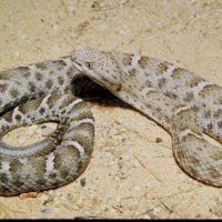 MEXICAN-RIDGED-NOSED RATTLE SNAKE