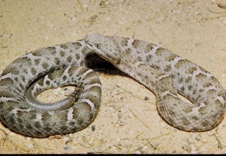 MEXICAN-RIDGED-NOSED RATTLE SNAKE - brown, rattlersnake, snake, deadly, scales