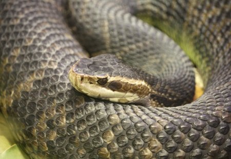 FLORIDA WATER MOCCASIN - moccasin, deadly, snake, water, reptile