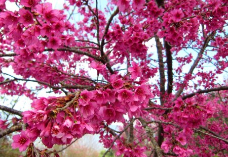 Cherry blossoms in full bloom