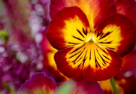 Lovely pansies - nice, fresh, colorful, park, summer, lovely, spring, pansies, pretty, petals, beautiful, delight, flowers, garden