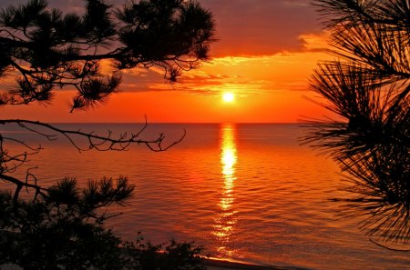 River sunset - nice, lakeshore, sky, sunshine, sundown, trees, riverbank, sun, folden, sunset, view, pretty, reflection, river, orange, rays, branches, lake, sunlight, summer, shore, lovely, nature, glow, red, beautiful, sunrise