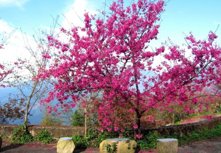 Cherry blossoms in full bloom - pink, mountain, cherry blossoms, in full bloom