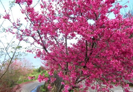 Cherry blossoms in full bloom - pink, mountain, cherry blossoms, in full bloom