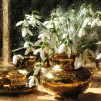 Snowdrops