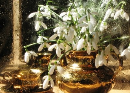 Snowdrops - delicate, winter, flowers, spring, snowdrops, vase, white, petals, small, nature, cups