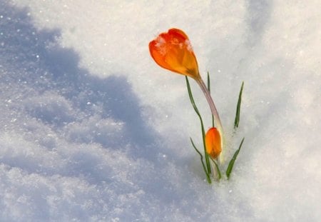 Crocuses - flowers, nature, crocuses, buds, small, snow, spring, orange