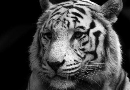 Great tiger portrait - white, portrait, tiger, big cat, zoo, wild life