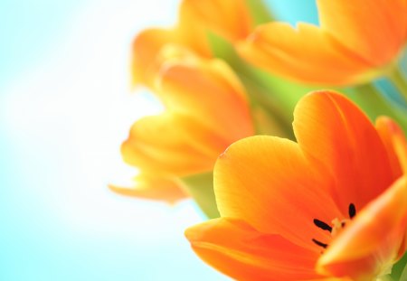 Orange tulips - flowers, may, tulips, spring, orange