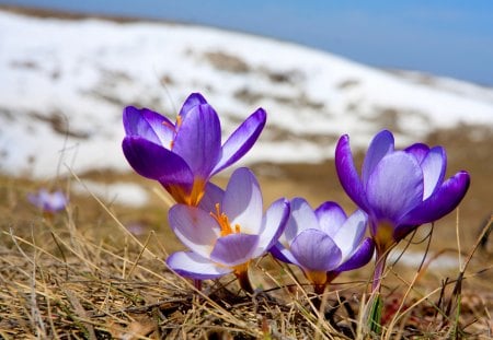 Small spring soldiers - crocuses, crocus, blue, flowers, spring