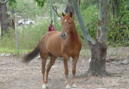 Ben - handsome, animal, photography, chestnut, horse