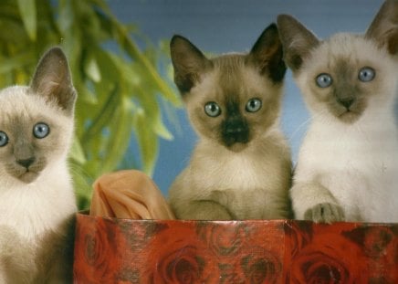 Triplets - kittens, cute, siblings, triplets, grass, box, blue eyes