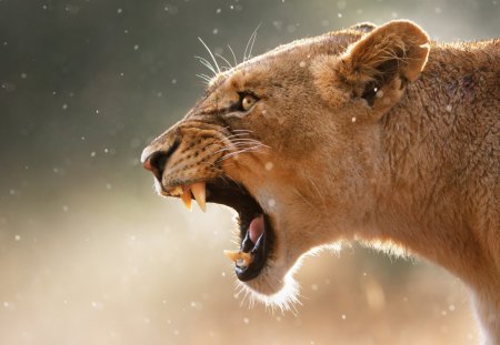 Wild Cat - animal, lioness, fangs, jaws, cat