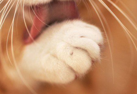 Whiskers - cat, whiskers, licking, paw