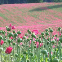 Pink poppy fields