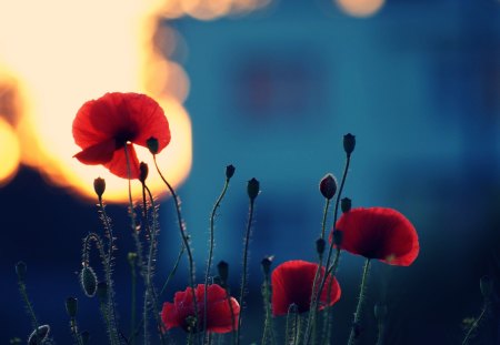 Evening Poppies - evening, macro, flowers, poppies