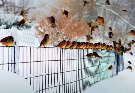 BIRDS ~ CHILL OUT - winter, birds, fence, snow