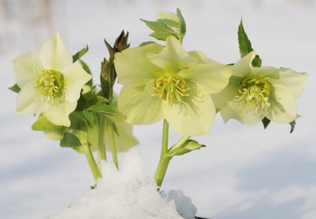 Christmas roses - flowers, white, snow, spring, early