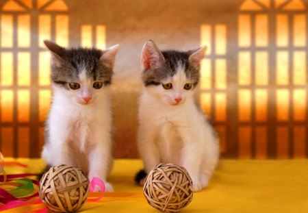 Game starts ! - game, play, start, ball, kittens, cute, cats, adorable, nice, animals