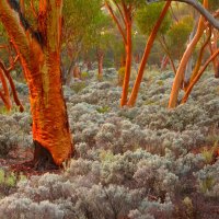 EUCALYPTUS TREES