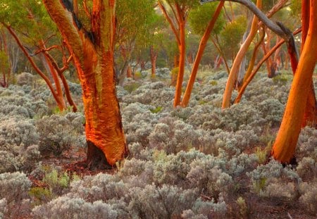 EUCALYPTUS TREES - trees, nature, australia, eucalyptus