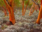 EUCALYPTUS TREES