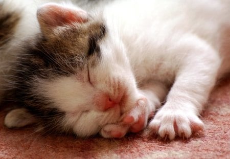 Needs a nap - tired, animal, cute, kitten, cat, small, sleep