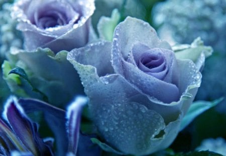 roses - roses, pretty, blue, petals, flowers