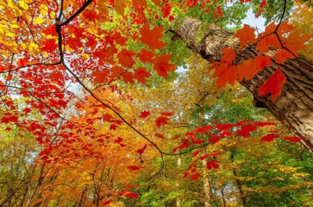 autumn colored forest - autumn, trees, landscape, forests, wallpaper, nature, forest, seasons, leaves, splendor, trunks, new