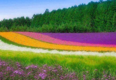 Field of Glorious Color - flowers, colors, nature, fields