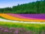 Field of Glorious Color