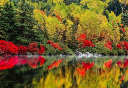 forest in autumn reflected in river - forest, reflection, river, autumn