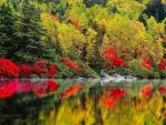 forest in autumn reflected in river