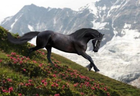 Freedom in the Mountains - horses, mountains, animals, freedom, nature