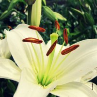 Beautiful White Lily