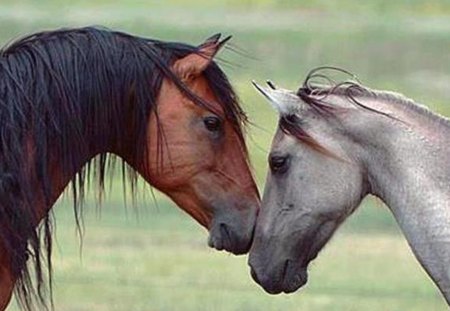 Best of Friends - horses, friends, animals, together