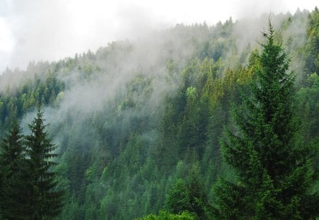 Mist over Forest - north, nature, trees, nordic, forest, fog, mist