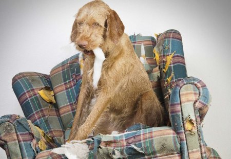 i don't love my dog!!! - fun, wallpaper chair, dog, the look, notfun, love