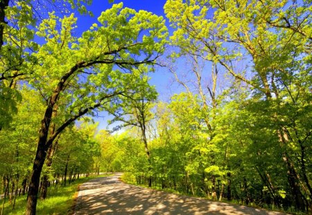 New green - branches, trees, walk, green, spring