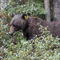 A bear in the woods