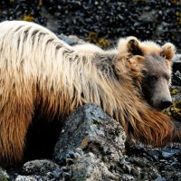 Brown bear